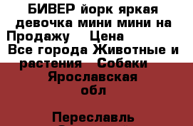 БИВЕР йорк яркая девочка мини мини на Продажу! › Цена ­ 45 000 - Все города Животные и растения » Собаки   . Ярославская обл.,Переславль-Залесский г.